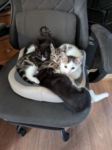 kittens