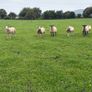 Three year old breeding Ewes Image 4