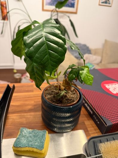 Plants for sale