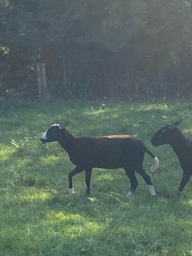 Zwartbles Ewes