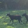 Zwartbles Ewes Image 5