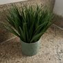 Home decor Carolyn Donnelly articula plant Image 4
