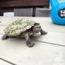 Turtle for adoption Image 2