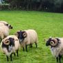 Rams Image 4