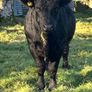 Pedigree registered Aberdeen Angus bull Image 5