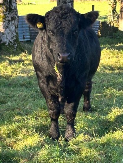 Pedigree registered Aberdeen Angus bull