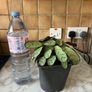 plant wishbone prayer plant Image 5