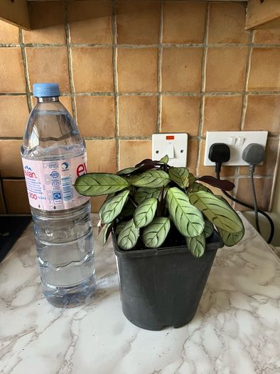plant wishbone prayer plant