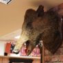 Boar Head Wall Mount Image 2
