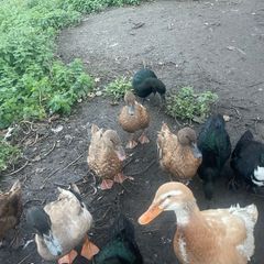 ducks for sale