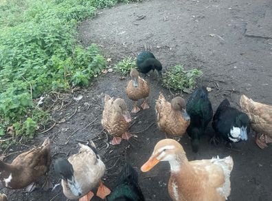 ducks for sale