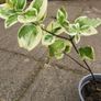 Variegated Vinca Image 2