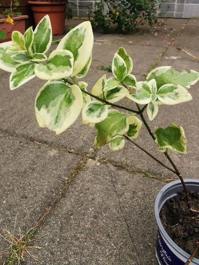 Variegated Vinca