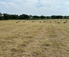 Hay
