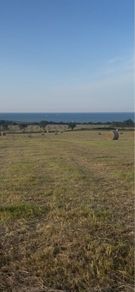 Hay