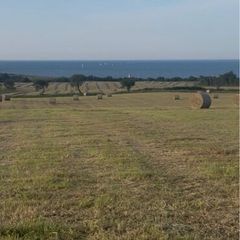 Hay