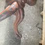 Victorian table base / legs Image 8