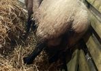 Foster ewe