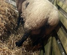 Foster ewe