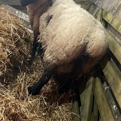 Foster ewe