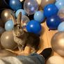 Rabbits Image 3