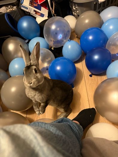 Rabbits