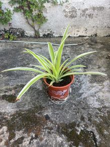Spider Plant (Chlorophytum comosum)