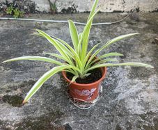 Spider Plant (Chlorophytum comosum)
