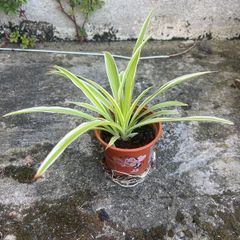Spider Plant (Chlorophytum comosum)