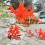 Crocosmia / Montbretia (Orange/Yellow mix) Image 2