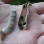 Lupin Seeds (Mixed Colours) Image 2