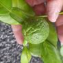 Kaffir lime tree House plant Image 4