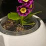 primula auricula Image 3