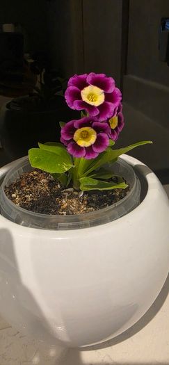 primula auricula