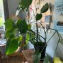 Medium Size Monstera Houseplant Image 2