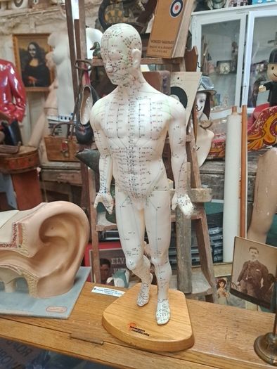 Vintage Anatomical Male Mannequin