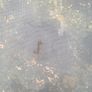 Free Trampoline Image 3
