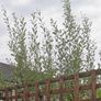 Willow plant saplings Image 3