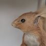 Antique 1900s Taxidermy Fox, Stoat and Red Squirrel in Case Image 9