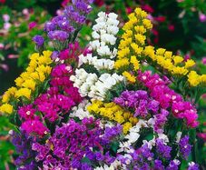 (S) Statice Mixed Limonium seeds 0.3g (414369)