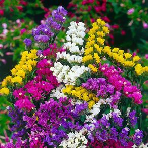 (S) Statice Mixed Limonium seeds 0.3g (414369)
