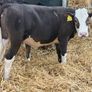 Hereford and Simmental Heifers Image 8