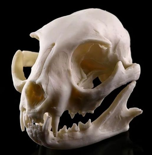 1/1 resin copy of a cats skull.