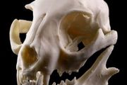 1/1 resin copy of a cats skull.