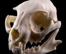 1/1 resin copy of a cats skull.