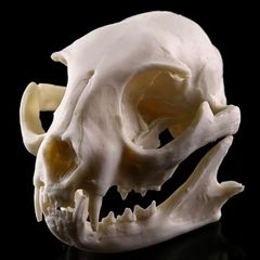 1/1 resin copy of a cats skull.