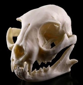 1/1 resin copy of a cats skull.