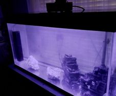fish tank