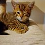 Kittens Image 4