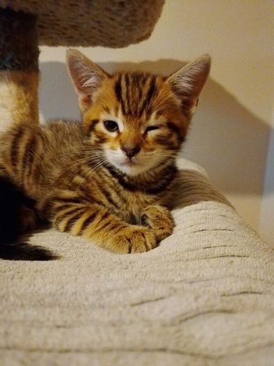 Kittens